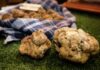 Acqualagna rinvia la Fiera Nazionale del Tartufo Bianco al 2021