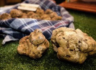 Acqualagna rinvia la Fiera Nazionale del Tartufo Bianco al 2021