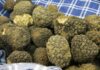 “È tempo di Tartufo a Pergola”: menù e aperitivi per week-end tutti da gustare