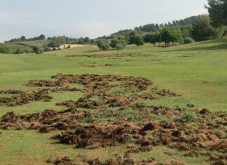 Fauna selvatica, pronti 500mila euro per risarcire i danni arretrati. Coldiretti Marche: “Si volta pagina: nuovo sistema degli Atc e iter più rapidi”