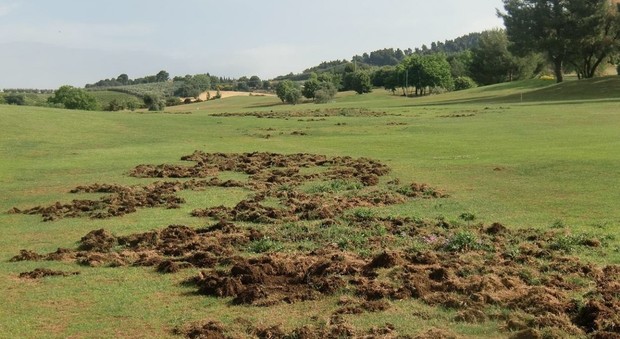 2460848_2148_danni_cinghiali