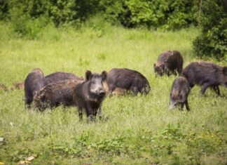 Pericolo peste suina africana. Non colpisce l’uomo ma crea seri danni al settore agroalimentare e zootecnico