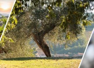Psr, Carloni: “Dalla Regione 5 milioni di contributi a favore delle aziende agrituristiche, fattorie didattiche e agricoltura sociale per la crisi Covid”
