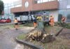 Forte vento a Fano, caduti numerosi alberi. Sradicata quercia alta 15 metri nella zona di San Lazzaro