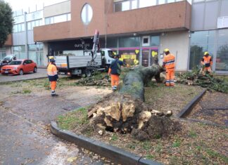 Forte vento a Fano, caduti numerosi alberi. Sradicata quercia alta 15 metri nella zona di San Lazzaro