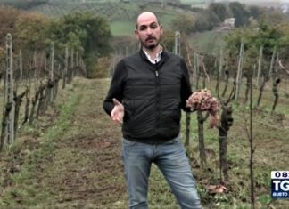 Coldiretti Pesaro Urbino, il Bianchello del Metauro a Gusto (Tg5). Di Sante: “Con il vino raccontiamo anche il territorio”