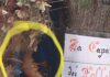 Fossombrone: vandali nella capanna dei folletti sulle Cesane