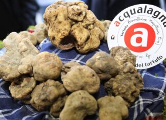 Acqualagna: boom mediatico per il tartufo nonostante la pandemia. Un brand consolidato che non tradisce