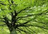 Coldiretti Marche, alberi anti inquinamento per le città: grazie al Next Generation occasione di rilancio anche per i vivai penalizzati dal Covid