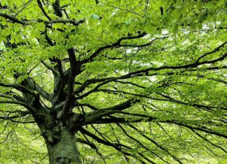 Coldiretti Marche, alberi anti inquinamento per le città: grazie al Next Generation occasione di rilancio anche per i vivai penalizzati dal Covid