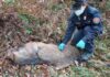 Lupo ucciso a fucilate nei boschi di Mercatello sul Metauro. Lo ritrova cercatore di tartufi