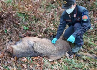 Lupo ucciso a fucilate nei boschi di Mercatello sul Metauro. Lo ritrova cercatore di tartufi