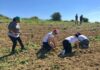 Coldiretti Marche, giovani in campo contro la crisi: +18% in agricoltura negli ultimi 10 anni