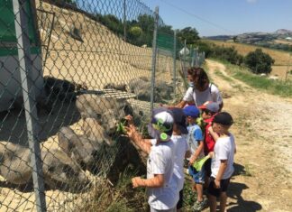 Sant’Antonio Abate, protettore degli animali, Coldiretti Marche: “Sos Fattoria Marche”