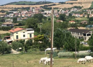 Coldiretti Marche, allarme stalle: “Sostenere la produzione di latte dei nostri allevamenti”