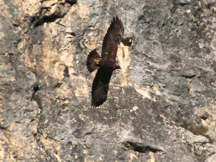 Aquila Reale del Furlo
