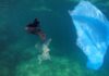Ruggeri di M5S: “Stop plastica in mare, una legge dimenticata”