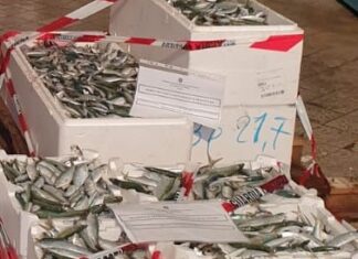 Maxi sequestro di pesce in porto a Fano