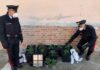 Quando garage e camera da letto si trasformano in serra per coltivare marijuana. Arrestata 40enne di Colli al Metauro
