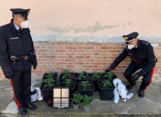 Quando garage e camera da letto si trasformano in serra per coltivare marijuana. Arrestata 40enne di Colli al Metauro