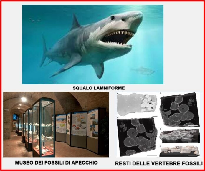Presentazione standard1_page-0001 (19)