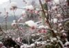 Coldiretti Pesaro Urbino: temperature giù e neve, raccolti a rischio