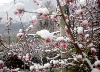 Coldiretti Pesaro Urbino: temperature giù e neve, raccolti a rischio
