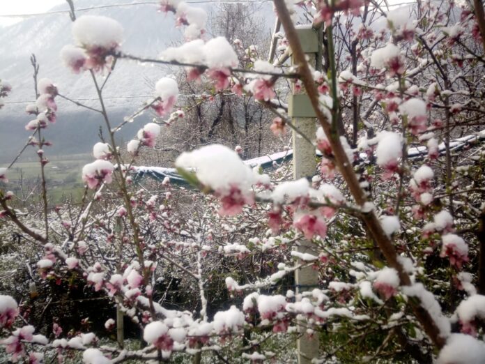 Peschi-Eros-Merlo-dopo-neve-e-gelo-1-00000003