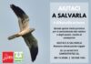 Il rapace pesarese a rischio estinzione, Coldiretti-Lipu: patto per salvare l’Albanella Minore