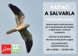 Il rapace pesarese a rischio estinzione, Coldiretti-Lipu: patto per salvare l’Albanella Minore