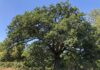 “Amico Albero”, una serie di incontri con La Lupus in Fabula e il gruppo Amici degli Alberi Fano