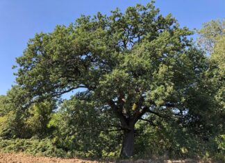 La decimazione degli alberi a Fano. I numeri del 2025