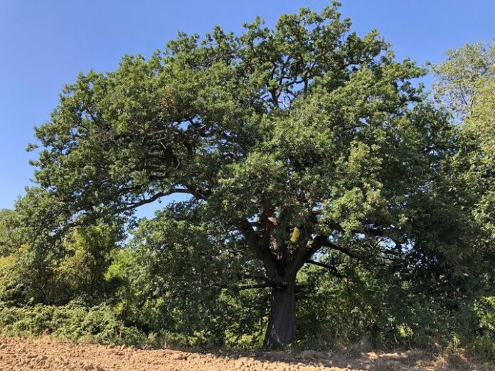 alberitivo-sotto-la-grande-quercia-1