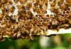 Coldiretti Pesaro Urbino, la provincia più green: oltre 30mila ettari e un migliaio di aziende sono bio