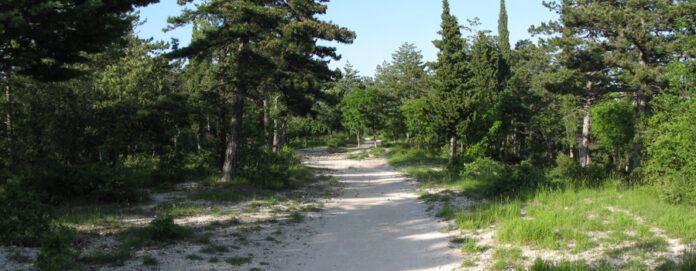 strada-nelle-cesane