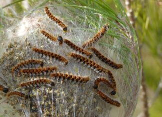 Cesane infestate dalle processionarie: “Interventi subito”
