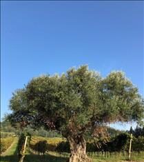 Alberi Monumentali d’Italia: bando per la concessione di contributi ai Comuni che vogliono valorizzarli!