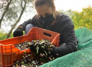 Coldiretti Pesaro Urbino, giovani agricoltori in cattedra: le loro esperienze da esempio per gli studenti