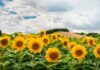 Coldiretti Marche, troppi piccioni: a rischio la semina del girasole