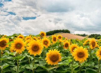 Coldiretti Marche, troppi piccioni: a rischio la semina del girasole