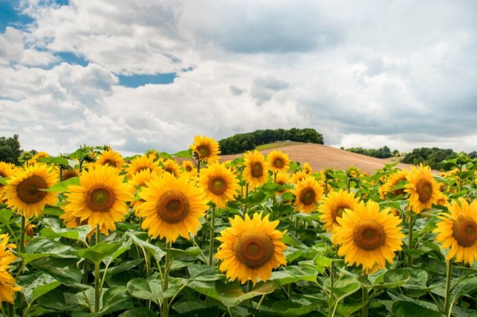 campi-di-girasole-1024x680