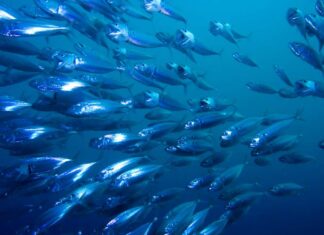 Monitoraggio dell’Università di Urbino, sale la temperatura del mare Adriatico