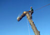 “Tree climbers” in azione all’Orto Botanico di Urbino: fino al 28 maggio gli interventi sulle chiome di 34 alberi monumentali