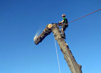 “Tree climbers” in azione all’Orto Botanico di Urbino: fino al 28 maggio gli interventi sulle chiome di 34 alberi monumentali