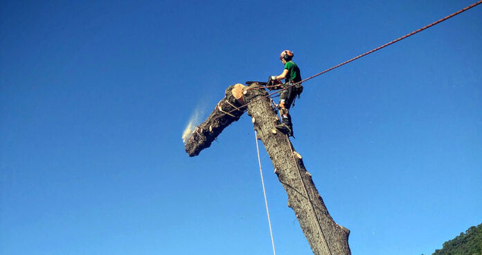 treeclimbing-3