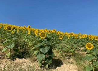 Coldiretti Marche, allarme siccità e raccolti a rischio: “Migliorare le reti e creare riserve idriche”