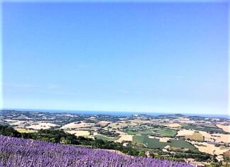 Torna la manifestazione “Lavanda in fiore a Mombaroccio”, appuntamento il 26 e 27 giugno ed il 3 e 4 luglio
