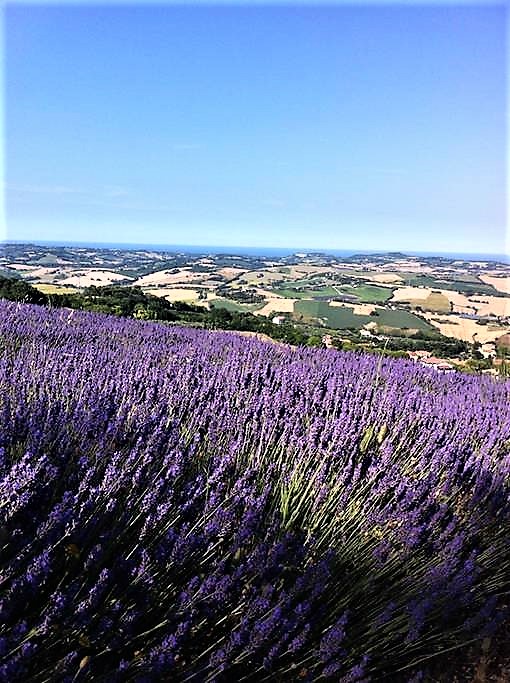 Lavanda in fiore