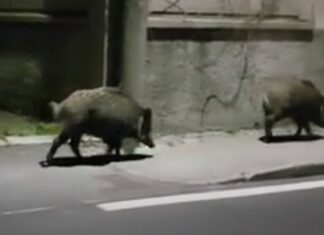 Ambientalisti e animalisti diffidano il sindaco di Urbino all’uso di sostanze chimiche nocive per allontanare i cinghiali dal centro