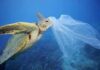 Festival del mare, a Fano con Casa Archilei e associazione Argonauta la tutela dell’ambiente marino